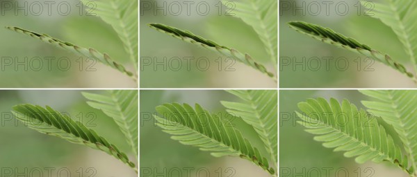 Mimosa or shameful sensory plant (Mimosa pudica), leaves fold up when touched, native to South