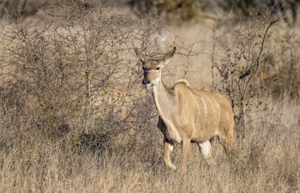 Greater Kudu (Tragelaphus strepsiceros) in dry grass, adult female, Kruger National Park, South