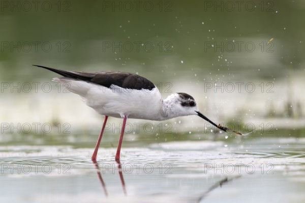 Black-winged Stilt (Himantopus himantopus), foraging in the water, Neusiedler See-Seewinkel