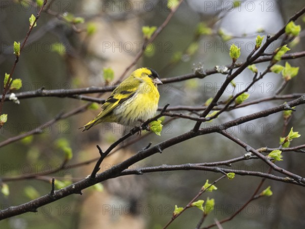 Eurasian siskin (Carduelis spinus), male on branch of Hairy Birch tree (Betula pubescens), May,
