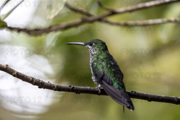 Green-crowned brilliant (Heliodoxa jacula) sitting on a branch, Monteverde Cloud Forest, Monte