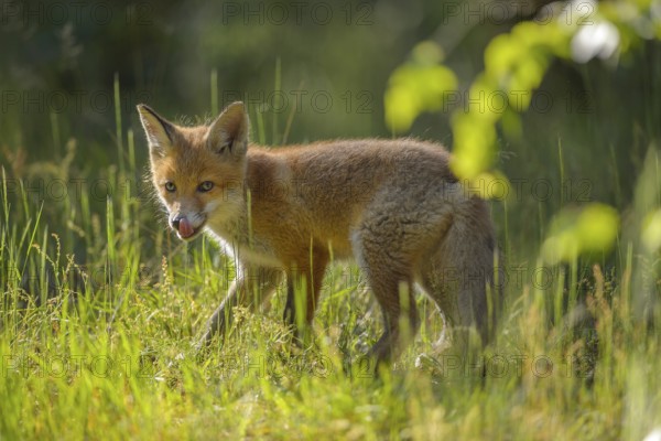 Red fox (Vulpes vulpes), young fox standing in a meadow and looking curiously, summer, Hesse,