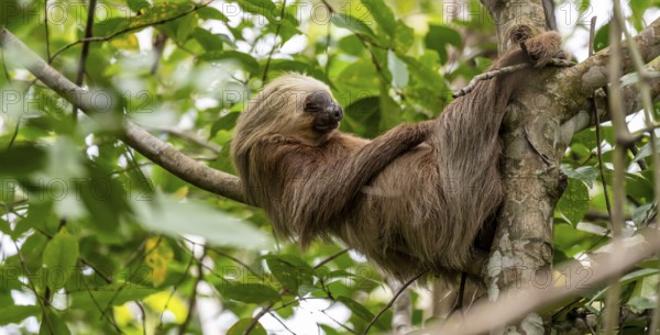 Hoffmann's two-toed sloth (Choloepus hoffmanni) on a branch, Cahuita National Park, Costa Rica,