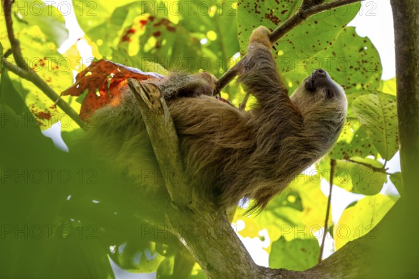 Hoffmann's two-toed sloth (Choloepus hoffmanni) on a branch, Cahuita National Park, Costa Rica,