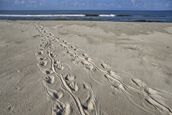 Turtle track on the beach, Loango National Park, Parc National de Loango, Ogooué-Maritime Province,