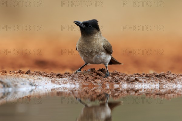 Grey bulbul (Pycnonotus barbatus), adult, at the water, Kruger National Park, Kruger National Park,