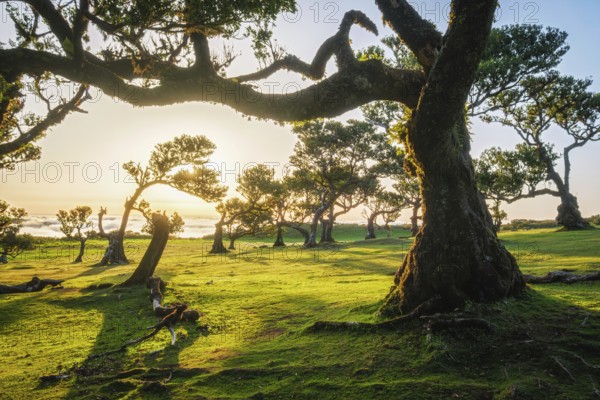 Centuries-old til trees in fantastic magical idyllic Fanal Laurisilva forest on sunset. Madeira