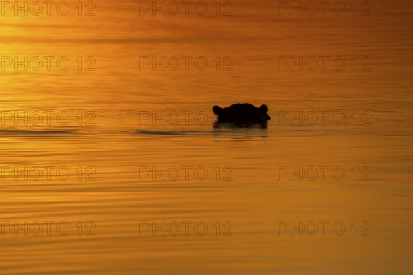 Hippo (Hippopotamus amphibius) head portrait silhouette on water surface. Hippopotamus is