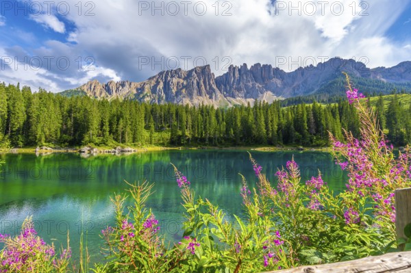 Alpine landscape reflecting in the emerald waters of lake carezza, adorned with pink flowers and
