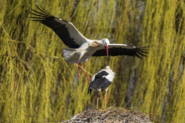 A stork flies to another stork in the nest with a background of willow branches, white stork