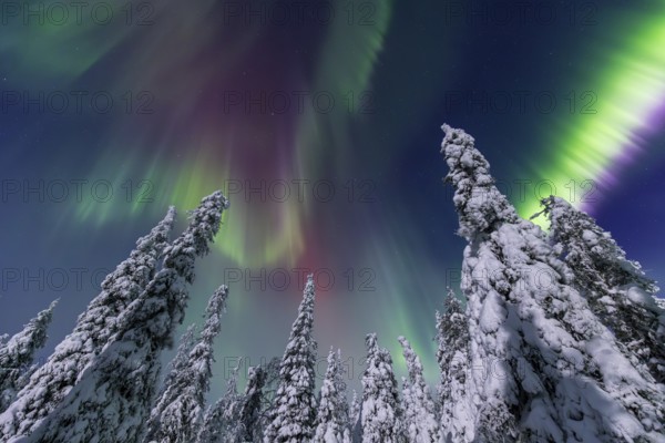 Northern lights, Aurora borealis over snow covered spruce trees on the taiga in winter at night,