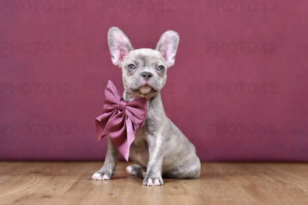 Young Lilac Brindle French Bulldog dog puppy with healthy long nose and ribbon in front of studio