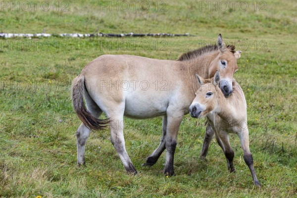 Przewalski's horse (Equus przewalski) capive Germany