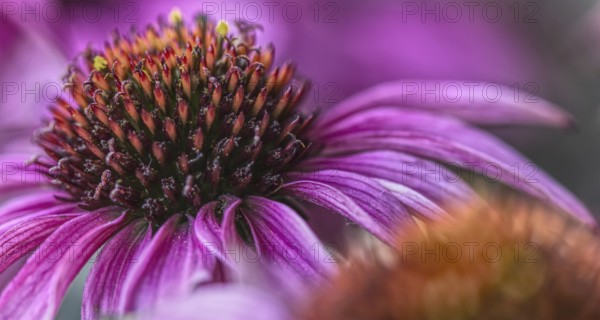 Close-up of a purple coneflower (Echinacea flower) with prominent flower centre, Siegen, North