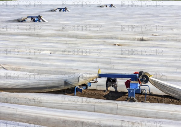 DefaultAsparagus harvest on the Lower Rhine, near Wesel, asparagus field under thermo foil, for
