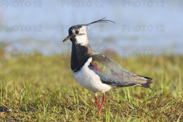 Lapwing (Vanellus vanellus) adult bird foraging in wet meadow, wildlife, animals, birds, plover