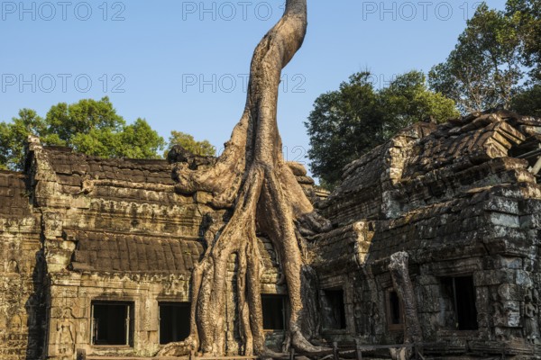 Ta Prohm, Angkor Wat, Angkor, UNESCO World Heritage Site, Siem Reap, Cambodia, Indochina, Southeast