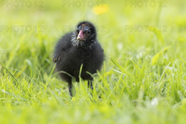 Common moorhen or Waterhen (Gallinula chloropus) juvenile baby chick bird amongst grass, England,
