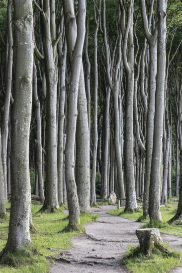 Beech forest (Fagus sylvatica), Ghost Forest Nienhagen, Mecklenburg-Western Pomerania, Germany,