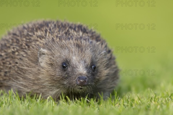 European hedgehog (Erinaceus europaeus) adult animal on a garden lawn, England, United Kingdom,