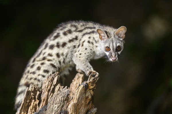 Common genet (Genetta genetta), climbing on a tree wildlife in a forest, Montseny National Park,