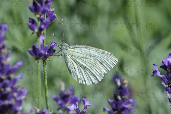 Cabbage butterfly (Pieris brassicae) female on a flower of true lavender (Lavandula angustifolia),