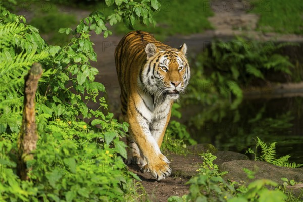 Siberian tiger or Amur tiger (Panthera tigris altaica) walking on the ground, Bavaria, Germany,