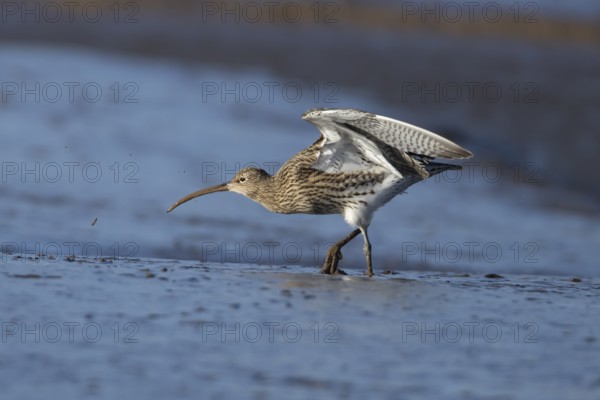Eurasian curlew (Numenius arquata) adult bird feeding on a mudflat on a coastline, Norfolk,