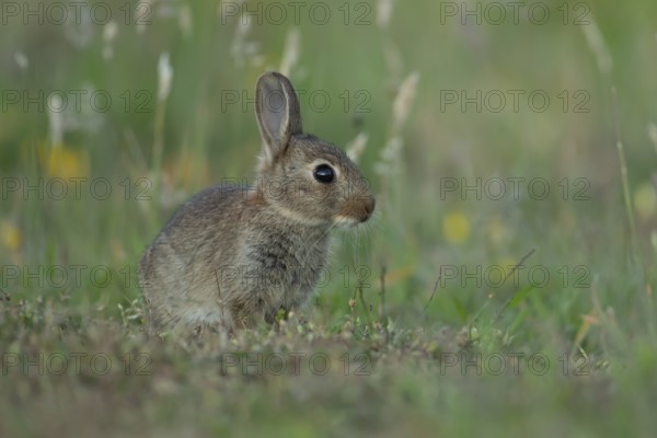 Rabbit (Oryctolagus cuniculus) wild juvenile baby animal resting in grassland in the summer,