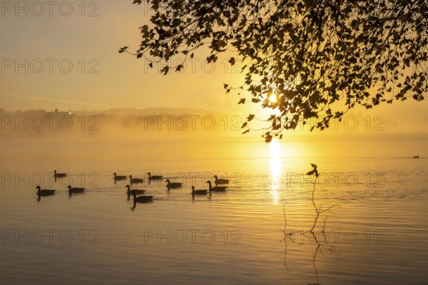 Sunrise, autumnal atmosphere at Lake Baldeney, near Haus Scheppen, in Essen, North