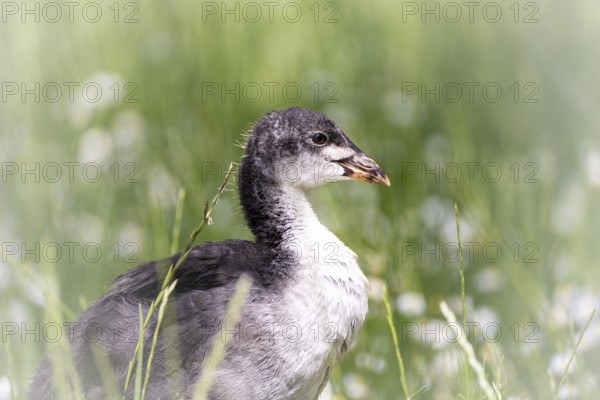 Eurasian Coot chicks (Fulica atra) standing in meadow surrounded by daisies, close-up, profile