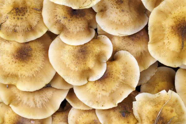 Hallimasche (Armillaria), Germany, Europe