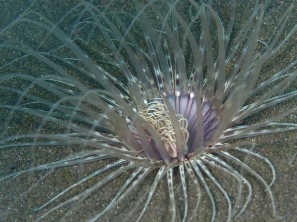 Close-up of a Banded cylinder rose (Pachycerianthus maua) with thin, transparent tentacles, dive