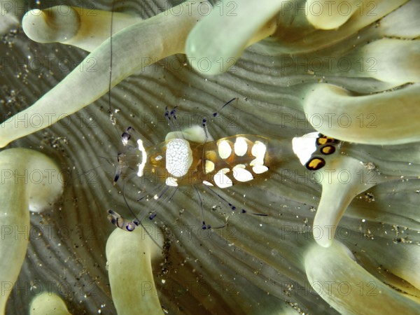 Transparent peacock anemone shrimp (Ancylocaris brevicarpalis) hiding between the tentacles of a