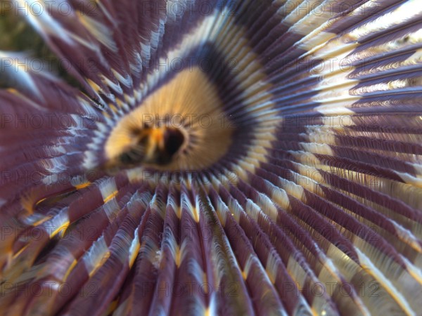 Close-up of a worm with radial pattern in purple and yellow, tube worm (Sabellastarte), dive site