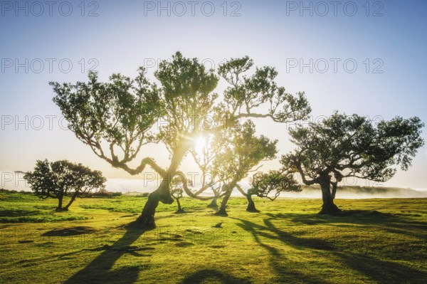 Centuries-old til trees in fantastic magical idyllic Fanal Laurisilva forest on sunset. Madeira