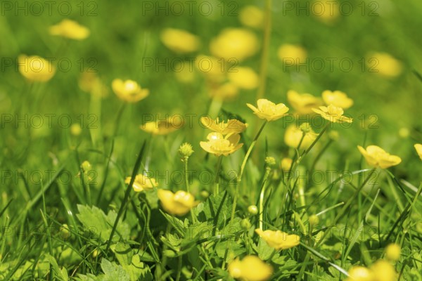 Yellow buttercup (Ranunculus) glow in the spring sun in a meadow, Ternitz, Lower Austria, Austria,