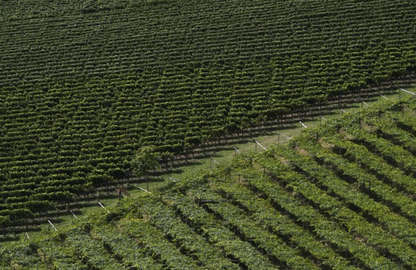 Vines, viticulture, agriculture, agribusiness, Schenna, Scena, South Tyrol, Autonomous Province of