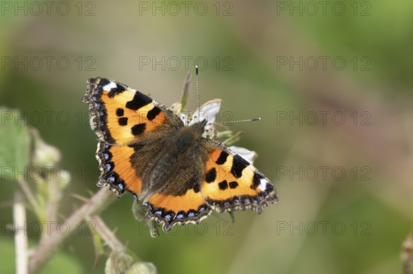 Small tortoiseshell butterfly (Aglais urticae) adult insect feeding on a Bramble flower in summer,