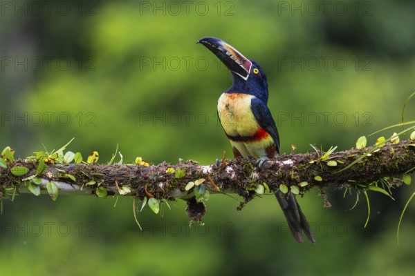 Collared Aracari (Pteroglossus torquatus), Toucans (Ramphastidae), Laguna del Lagarto Lodge,