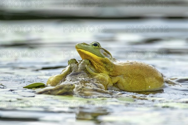 Bull frogs Lithobates catesbeianus. Male bull frogs fighting during the breeding season. La
