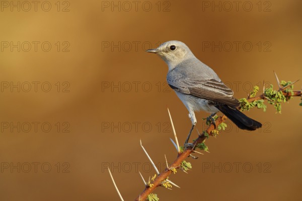 Blackstart, (Cercomela melanura), Grey Chat, Ayn Hamran, Salalah, Dhofar, Oman, Asia