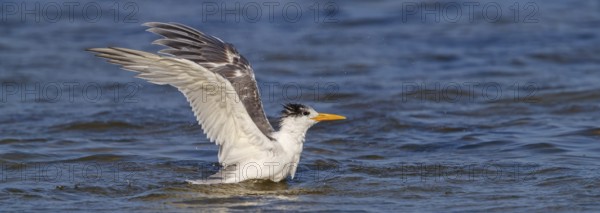 Common Tern, flight photo, (Thalasseus bergii), landing in the water, East Khawr / Khawr Ad