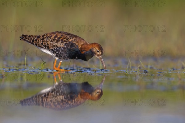 Ruff (Philomachus pugnax), male, Narew, Bialystok, Podlasie, Poland, Europe