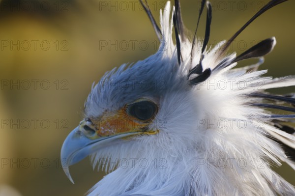 Secretary bird (Sagittarius serpentarius), bird of prey, portrait, close-up, occurring in Africa,