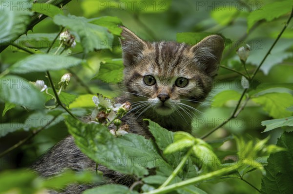 European wildcat, wild cat (Felis silvestris silvestris) 7 week old kitten hiding in underbrush,