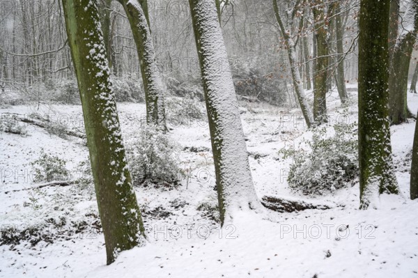 Beech forest in winter, with freshly fallen snow, Bottrop, Ruhr area, North Rhine-Westphalia,