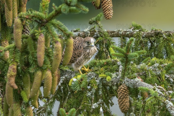 Common kestrel (Falco tinnunculus), young bird not yet able to fly sitting on a branch outside the