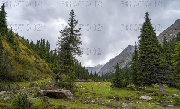 Green mountain valley with forest, Chong Kyzyl Suu Valley, Terskey Ala Too, Tien-Shan Mountains,