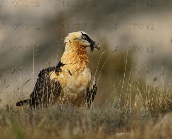 Old bearded vulture (Gypaetus barbatus), portrait, evening light, Catalonia, Pyrenees, Spain,